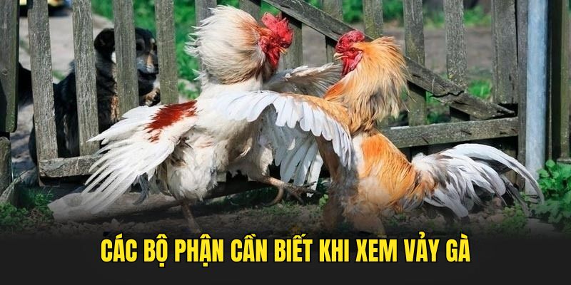 xem-vay-ga-bo-phan
