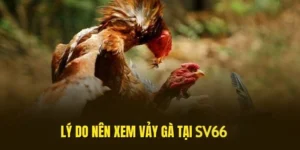 xem-vay-ga-uu-diem-tai-sv66
