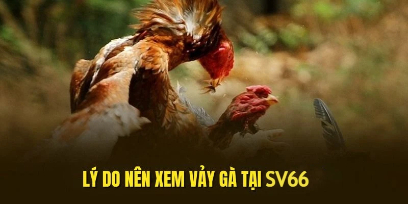 xem-vay-ga-uu-diem-tai-sv66